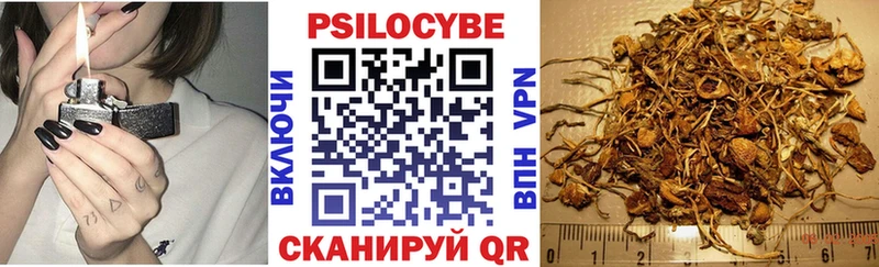 Купить  Будённовск  Галлюциногенные грибы Psilocybine cubensis 